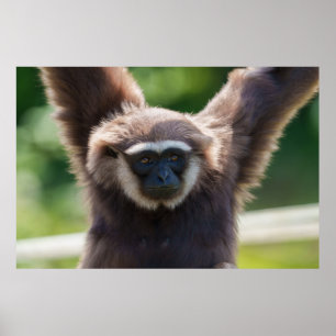 Poster Fechamento de um Gibbon Manipulador