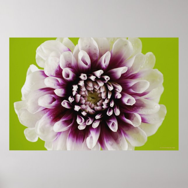 Póster Fechamento de uma flor (Frente)