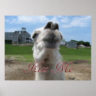 Poster Fechamento do Kiss Me Llama