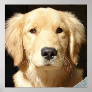 Póster Fechamento do ouro Retriever