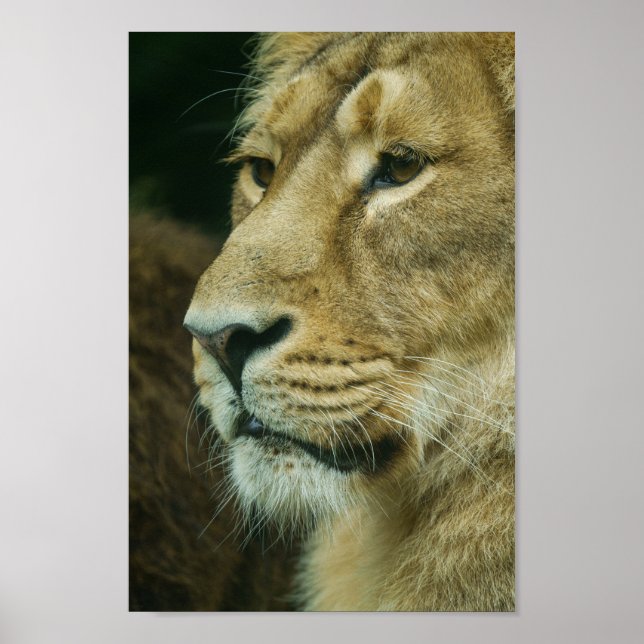 Poster Fechamento do perfil do leão (Frente)