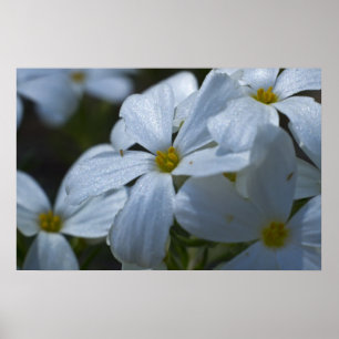 Poster Fechamento do Phlox
