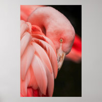FECHAR A FOTOGRAFIA DE UM PINCO