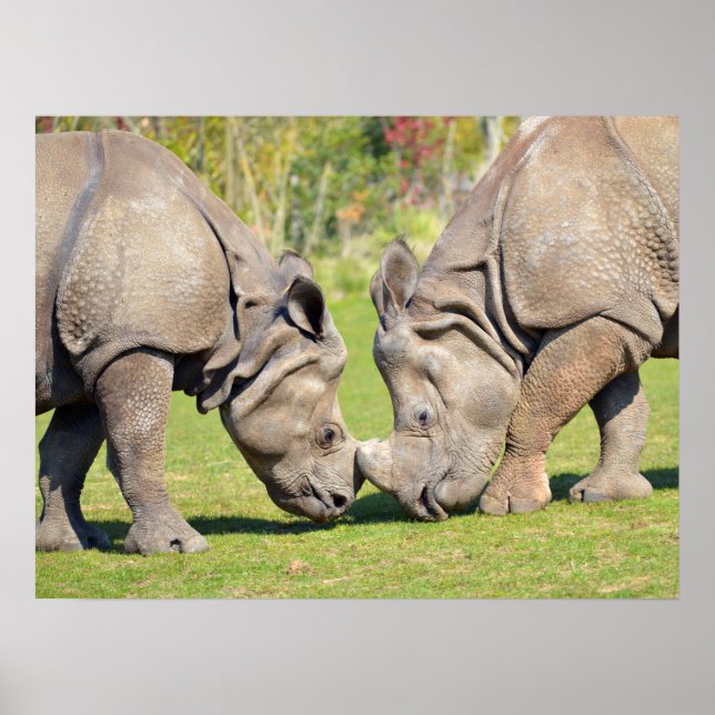 Poster Fechar dois rinocerontes indianos (Frente)