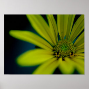 Poster Fechar flor Amarelo