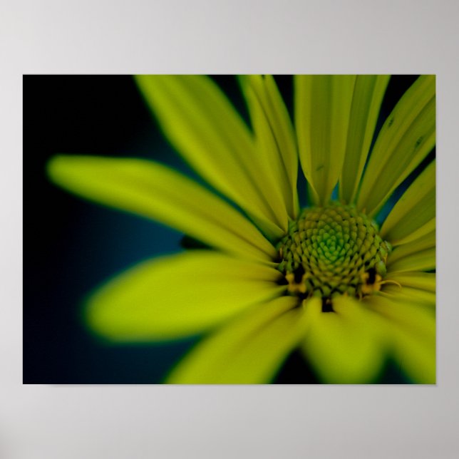 Poster Fechar flor Amarelo (Frente)