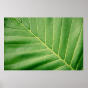 Poster Fechar foto da folha verde