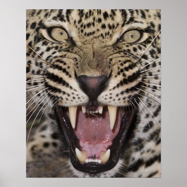Poster Fechar o rosnamento do leopardo (Frente)