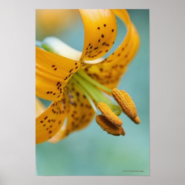 Póster Fechar uma Lily Amarela (Frente)