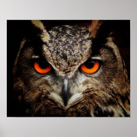 Feche a Coruja com Olhos Laranja
