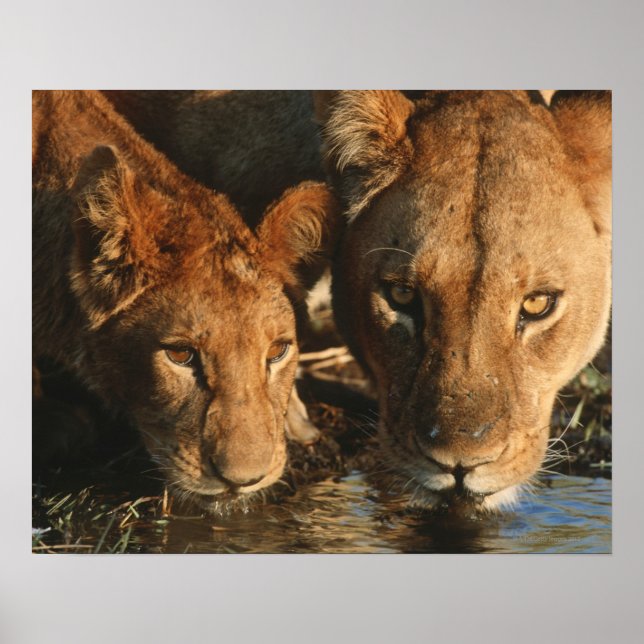 Póster Feche a Lioness (Panthera leo) e o filhote (Frente)