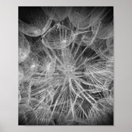 Poster Feche a Natureza do Puffball Macro Dandelion