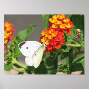 Póster Feche acima da borboleta