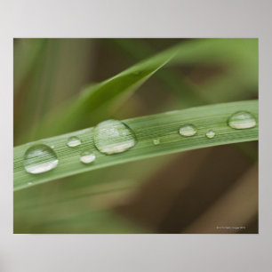 Poster Feche acima da folha tropical molhada 4