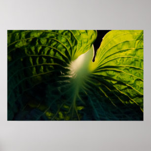 Póster Feche acima da folha verde do Hosta no preto