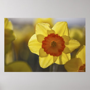 Poster Feche acima Daffodil amarelo/alaranjado