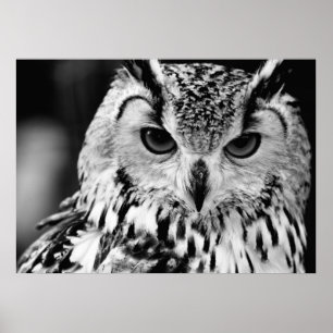Póster Feche acima do retrato da Eagle-coruja