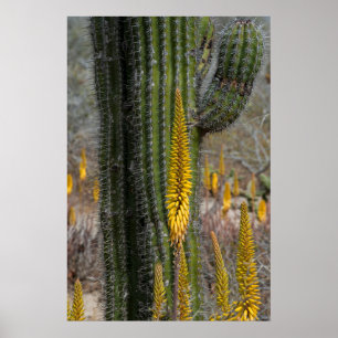Poster Feche Cactus E Agave