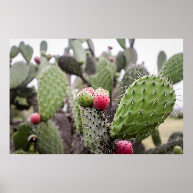 Poster Feche O Cactus De Pear (Frente)