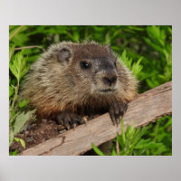Feche o Groundhog Bastante Bonito