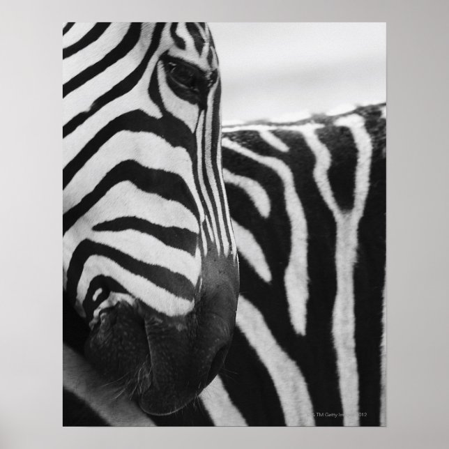 Poster Fecho da face e ombro da zebra (Frente)