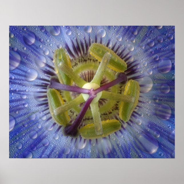 Póster Fecho da flor da paixão. Crédito como: Don (Frente)