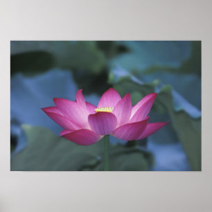 Poster Fecho da flor de lótus vermelha e das folhas verd