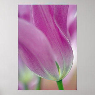 Póster Fecho da parte inferior da flor da tulipa, 2