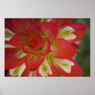 Póster Fecho da Pinta Indiana em Bruxelas perto de Gay Hi