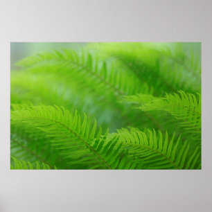Póster Fecho da sword fern