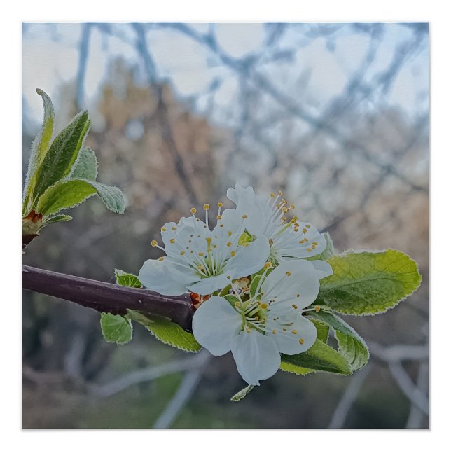 Póster Fecho das flores brancas de cereja em primavera (Frente)
