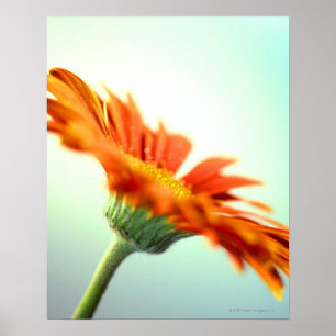 Poster fecho das pétalas de um gerbera laranja