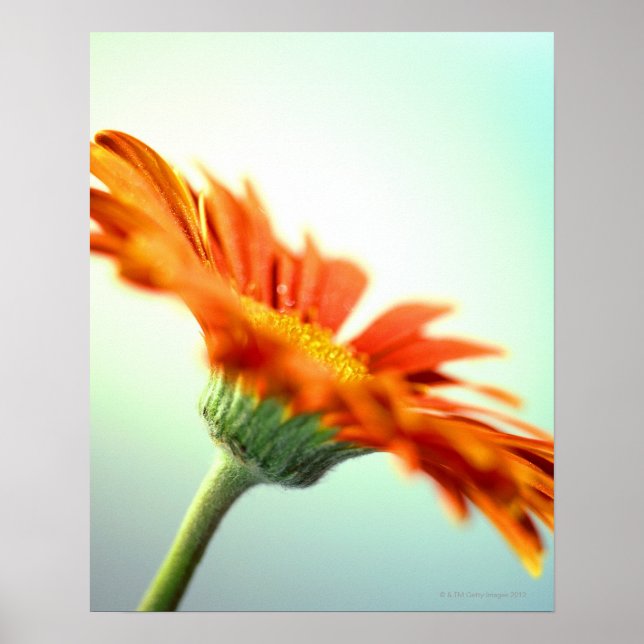 Poster fecho das pétalas de um gerbera laranja (Frente)