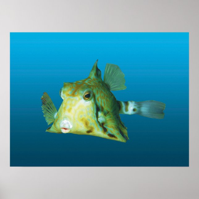 Poster Fecho de Boxfish! Fundo azul gradiente | (Frente)