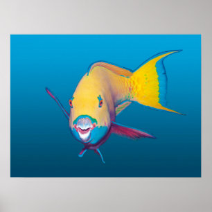Poster Fecho de Parrotfish! Fundo azul gradiente  
