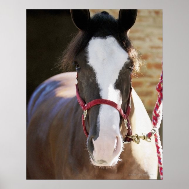 Póster Fecho de um cavalo preso num estábulo (Frente)