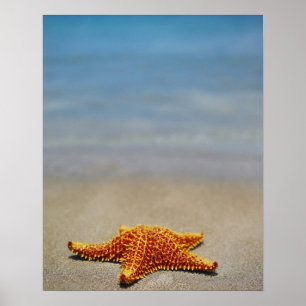 Poster Fecho de um Fécula de Cushion