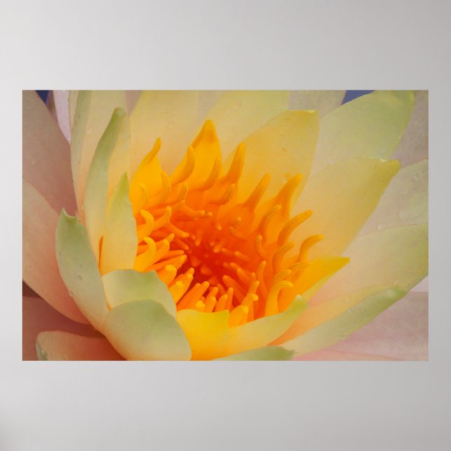Poster Fecho De Uma Lily De Água (Frente)
