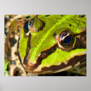Poster Fecho do Sapo de Água Comum