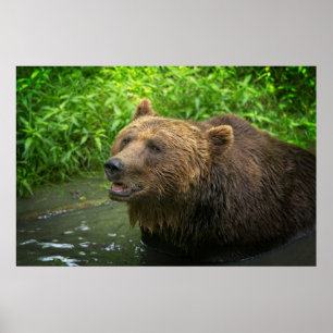 Poster Fecho do Urso Grizzly
