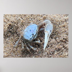 Póster Fecho e sujo! ! Fiddler Crab