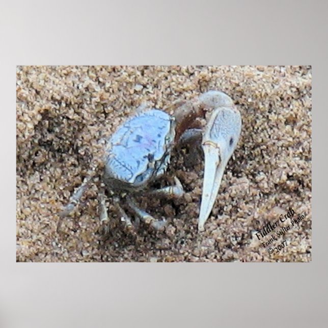 Póster Fecho e sujo! ! Fiddler Crab (Frente)