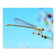Fecho legal de uma fotografia natureza Dragonfly