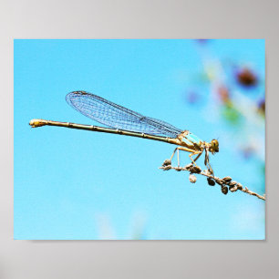 Poster Fecho legal de uma fotografia natureza Dragonfly