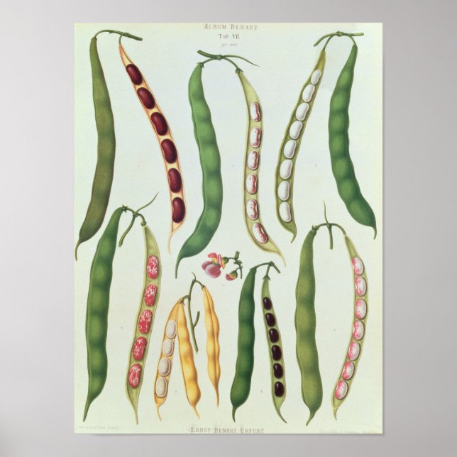 Póster Feijão (Frente)