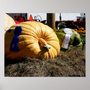 Póster Feira do País Giante Pumpkin Blue Ribbon