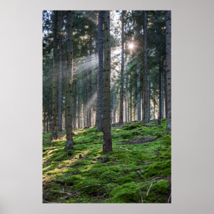 Poster Feixes de Sol na Floresta Negra