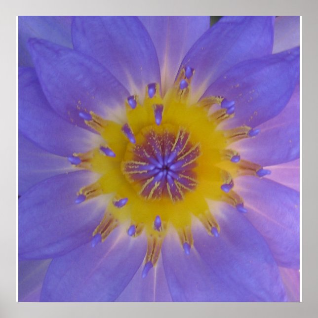 Póster Felicidade aquática (Frente)