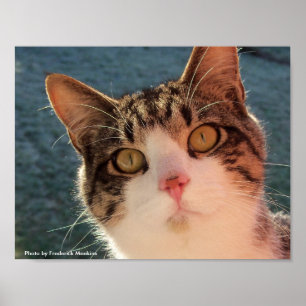 Poster Feline Gazing