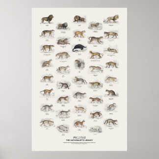 Poster Felinos - Biblioteca do Naturalista